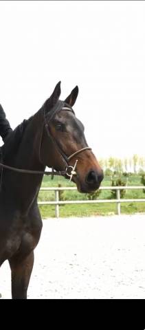 Showtime — jument kwpn, 4 ans