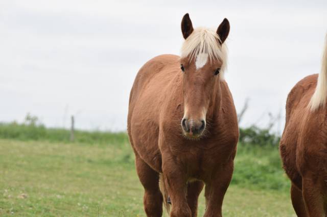 Poulain trait comtois de 1 ans 