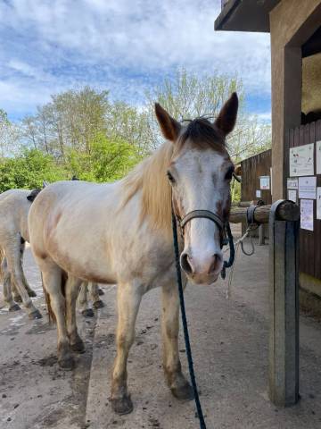 A vendre django hongre 7 ans 