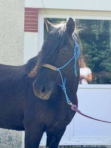 Poney à vendre 
