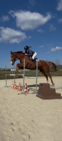 Hongre selle français 