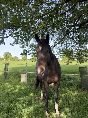 Demi-pension jument pur-sang 13 ans – douce, attachante