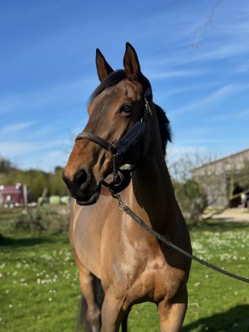 à vendre 12 ans idéal amateur élite 125