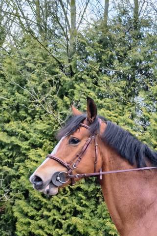 Jument baie selle français 4 ans  par mighty magic