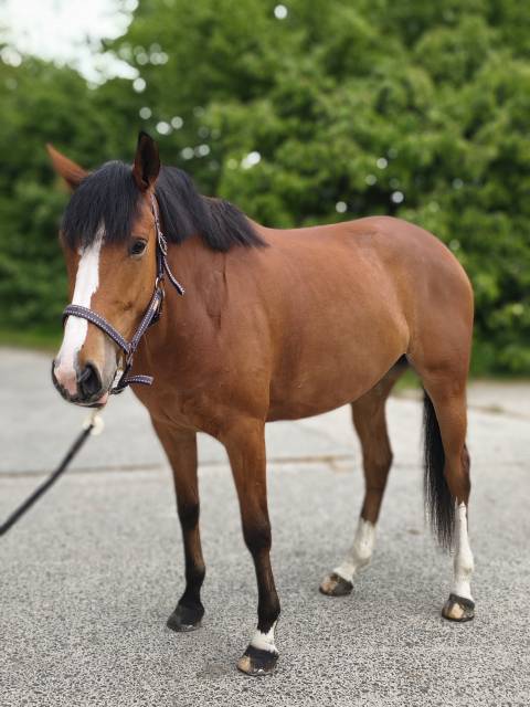 Jument baie selle français 4 ans  par mighty magic