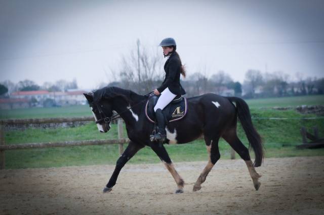 ? à vendre – jeune cheval pie avec qualités sportives