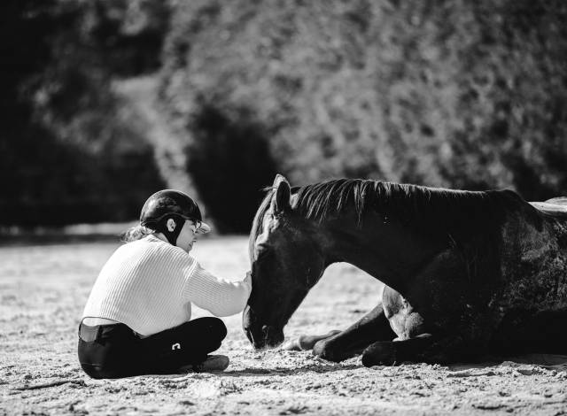 Jument de 8 ans   1m65  oncs 