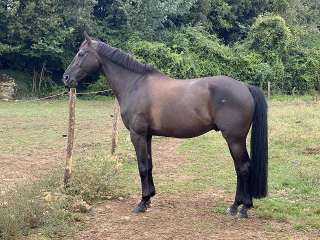 Très joli hongre hunter cso