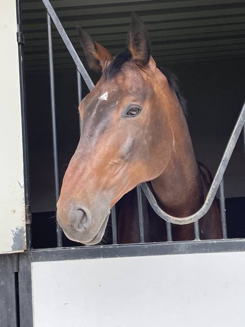 Cheval de dressage / loisir / compagnie