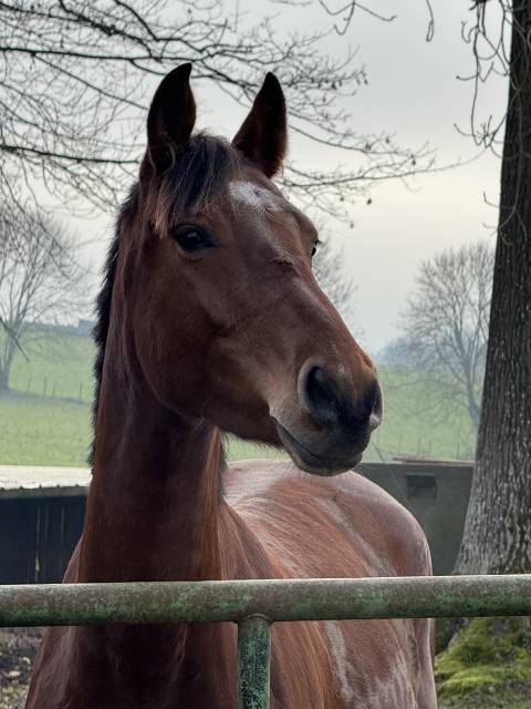 Jument 5 ans hyper amateur pour 135mini