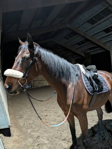 Demi pension cheval aqps réformer 