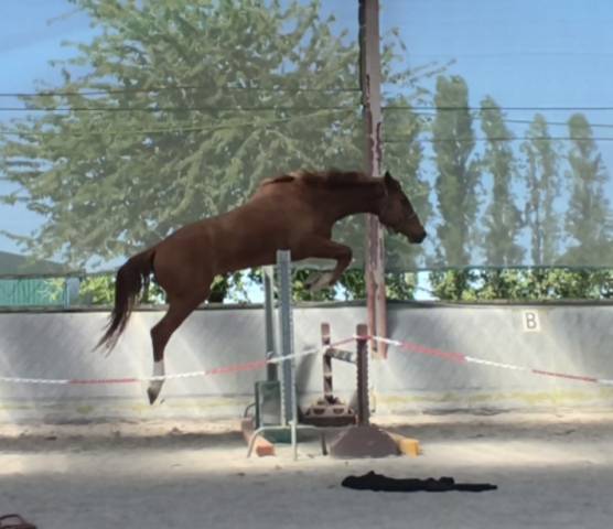 Magnifique hongre sf de 3 ans 