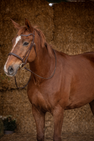 Dillinger du frety hongre, selle français de 13 ans
