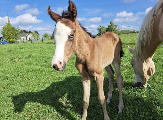 Pouliche smoky black overo 
