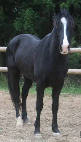 Hongre espagnol noir de 7 ans 