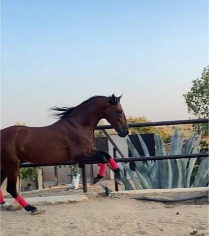 Bronze - un cheval pour profiter à la maison