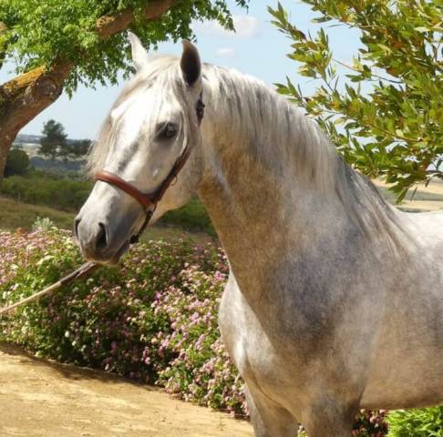 Ricaro - très joli cheval polyvalent ; monté et attelé