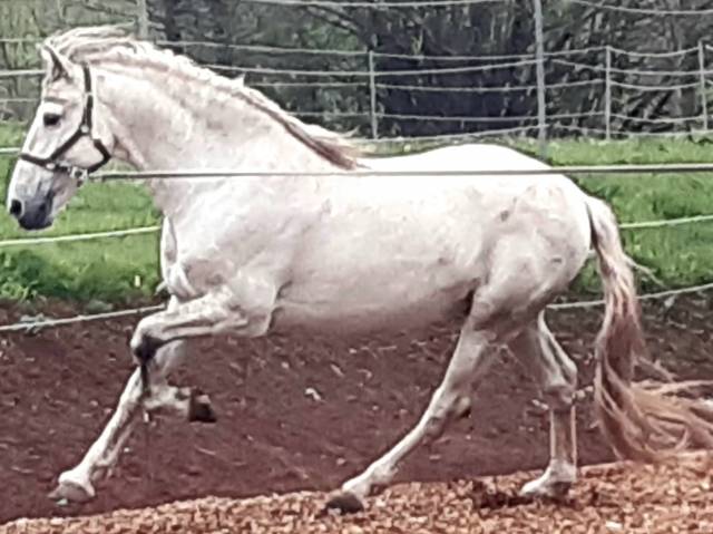 Etalon pre certifié reproducteur