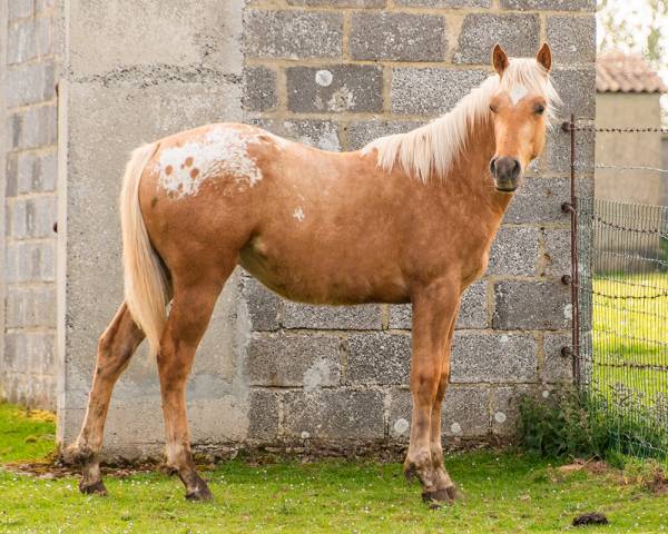Poulain  appaloosa