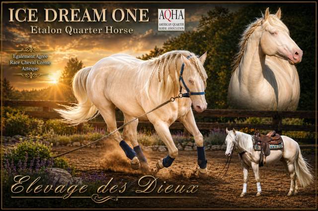 Ice dream one  : quarter horse de robe crème saillie 2026
