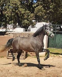Castrone pre andaluso in vendita 2022 grigio ,  indexado