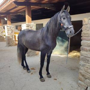 Hongre pre pure race espagnole a vendre 2022 gris par indexado