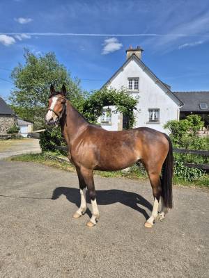 Veulen (vr) Franse rijpony PFS Te koop 2023 Donker bruin / bai ,  MOVIE STAR TILIA