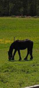 Cherche personnes pour demi pension 