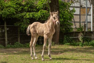 Filly French Saddle Pony For sale 2025 Buckskin