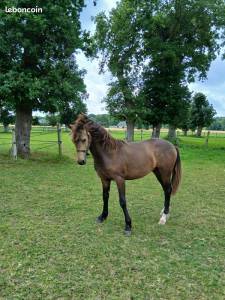 Ruin Franse rijpony PFS Te koop 2024 Bruin / Bai ,  Conte Belllini