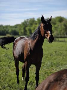 Très belle jument sf 