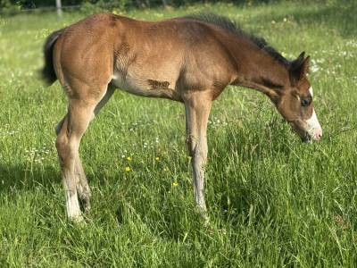 Puledra paint horse in vendita 2026 baio ,  classic cowboy spirit