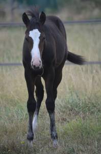 Veulen (vr) paint horse te koop 2026 donker bruin / bai ,  classic cowboy spirit