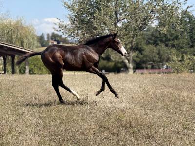 Puledra paint horse in vendita 2026 baio ,  classic cowboy spirit