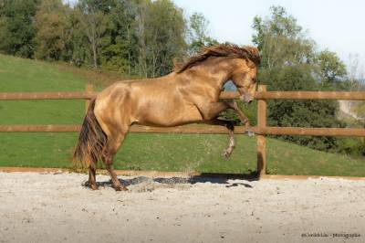 Safran des Ocres - Lusitano 2023