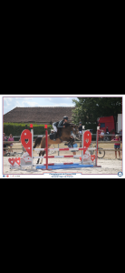 Mare French Saddle Pony For loan 2016 Buckskin