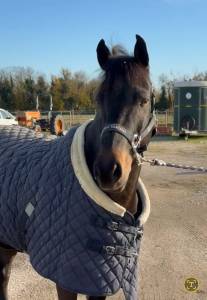 Ruin Franse rijpony PFS Te koop 2013 Bruin / Bai