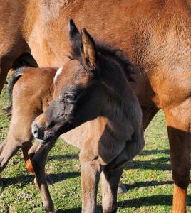 Poulain ps arabe à vendre