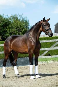 Jument - KWPN - 7 ans - Dressage - France
