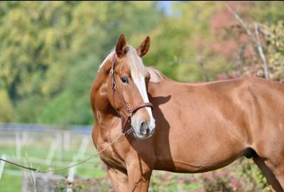 Castrone sbs cavallo da sport belgio in vendita 2022 crine lavato