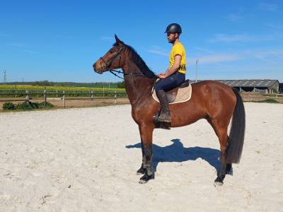 Gelding Origin Recorded For sale 2017 Bay