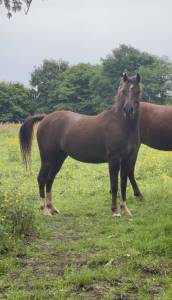 Merrie Franse rijpony PFS Te koop 2022 Koffie vos