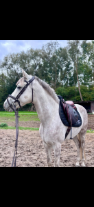 Magnifique hongre 8 ans - 158 cm