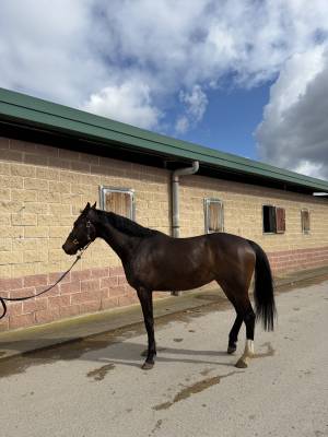 YEGUA DE 5 A&Ntilde;OS