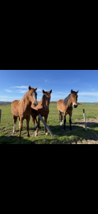 Poulains à vendre 