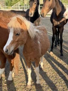 Veulen (ml) Welsh Partbred Te koop 2025 Bont