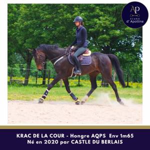 Gelding aqps for sale 2020 bay