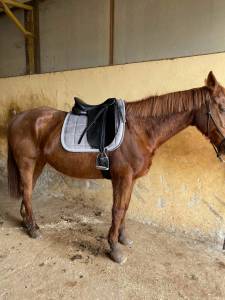 Sella da dressage passier optimum