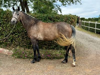 Merrie Franse rijpony PFS Te koop 2020 Bruinroan ,  APPY DAY DES PERCHERS