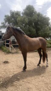 Potra pre en venta